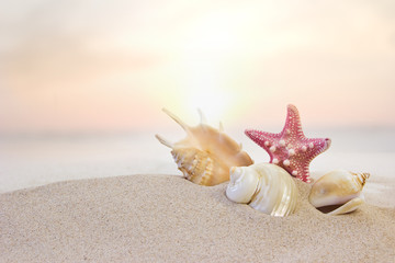 shells and starfish at the beach