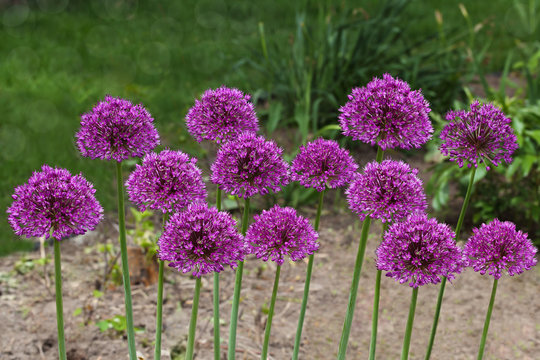 Purple Allium Flowers