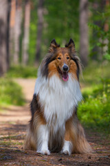 Rough Collie