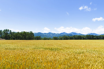 麦畑　日本　北海道　Wheat field in Hokkaido Japan