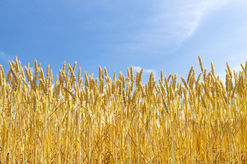 麦畑　日本　北海道　Wheat field in Hokkaido Japan