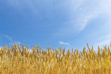 麦畑　日本　北海道　Wheat field in Hokkaido Japan