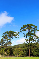 Araucaria angustifolia (Brazilian pine), Brazil