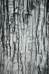 Tree bark texture.