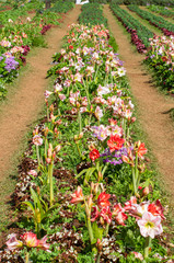 Beautiful flower in garden background