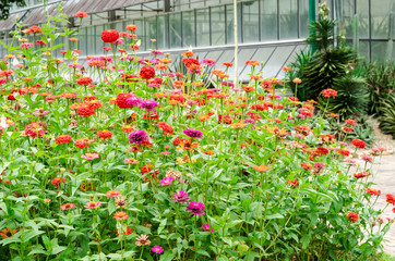 Beautiful of Zinnia flower in natural garden park