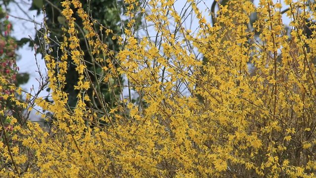 Forsythie, Zierstrauch im Frühling, gelb
 