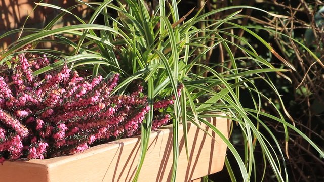 Gartendeko im Herbst mit purpur Heide 
 