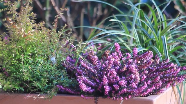 Gartendeko im Herbst mit purpur Heide 
 