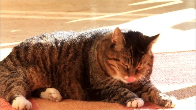 Katze getigert liegt auf Teppich und putzt sich
