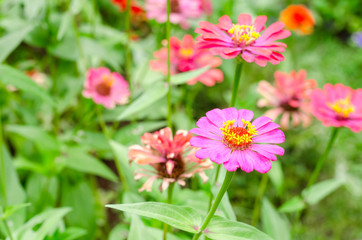 Obraz premium Beautiful of Zinnia flower in natural garden park
