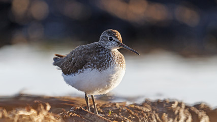 Sandpiper in fog/Actitis hypoleucos