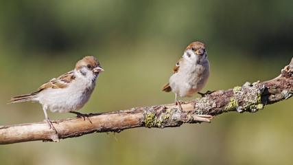 Little sparrows/Sparrows