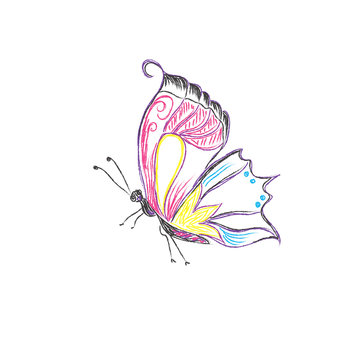 Beautiful, butterfly, vector, sketch style 