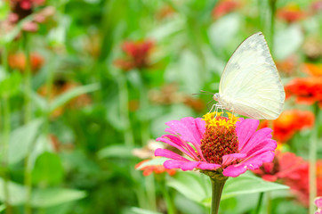 Butterflies pollinate Zinnia flower in outdoor garden