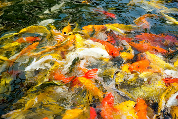 Obraz na płótnie Canvas Crowd of Koi fish in pond,colorful natural background,Koi is sym