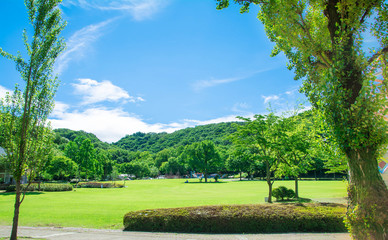 Fototapeta premium 夏の公園