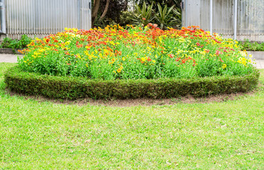 colorful gaillardia or blanket flowers in the garden