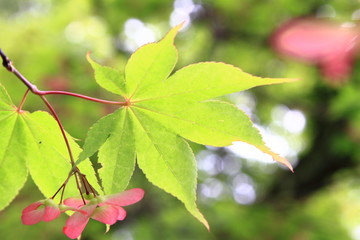 Beautiful maple leaves in nature