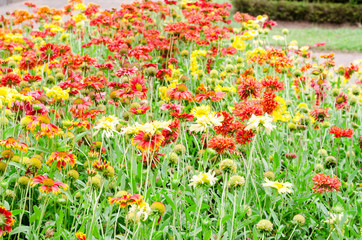 Obraz premium colorful gaillardia or blanket flowers in the garden