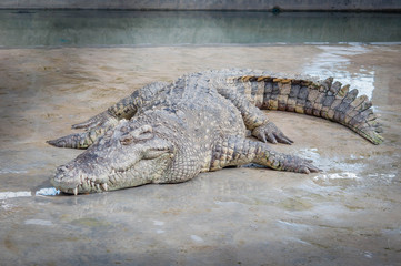 Thai alligator