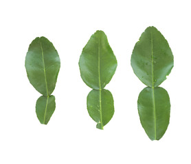 Fresh kaffir lime leaf isolated on white background