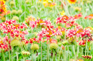 colorful gaillardia or blanket flowers in the garden