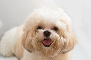  cute poodle dog