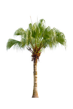 Palm tree isolated.