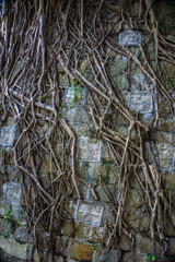 Tree roots on a stone wall
