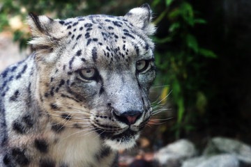 Close up of a snow leopard (Panthera uncia) in an italian zoo