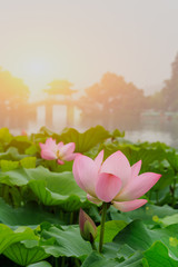 Fototapeta premium hangzhou west lake Lotus in full bloom in a misty morning，in China