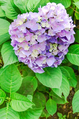 Hydrangea