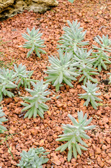 Succulent plants in garden