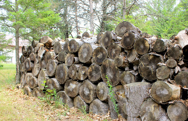 Pile of pine chopped dry wood