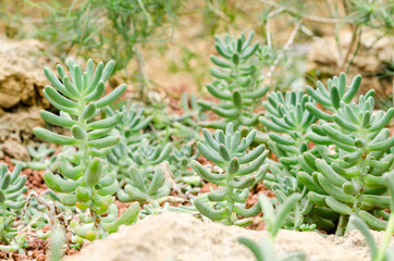 Sedum pachyphyllum the succulent plants in garden