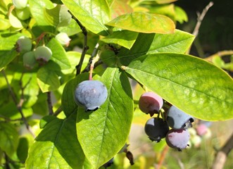 blueberries