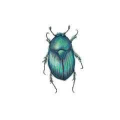 Skarab beetle