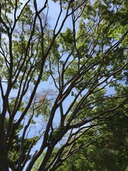 many branches