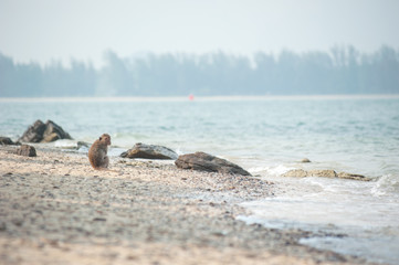 Long-tailed macaque on the sand beach , Thailand