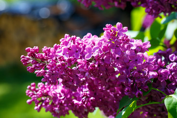 Obraz premium lilac flowers with the leaves, violet flower