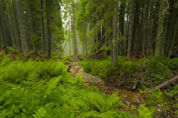 Misty and foggy day into the green forest