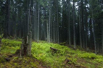 Obraz premium Misty and foggy day into the green forest