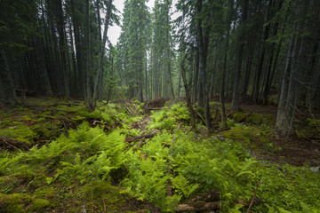 Obraz premium Misty and foggy day into the green forest