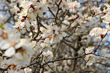 beautiful flowers