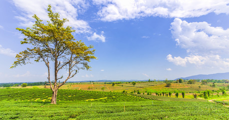 Big tree yellow  leaf  in tea Plantation.