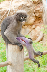 Obraz premium Poor Dusky Leaf Monkey get big wound on it leg