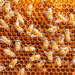 close up bee farm in box