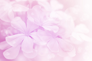 Cape Leadwort Flowers (Plumbago auriculata Lam.) with Soft Focus