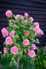 Rosenbäumchen pinkfarbend blühend, vor einer Bretterwand